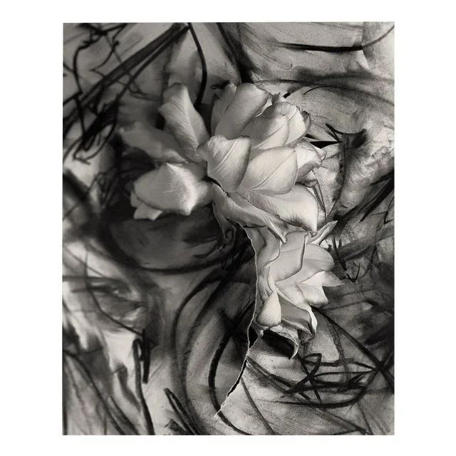 Lily in Charcoal no.3 Abstract Expressionism Photography Edition of 10 2023